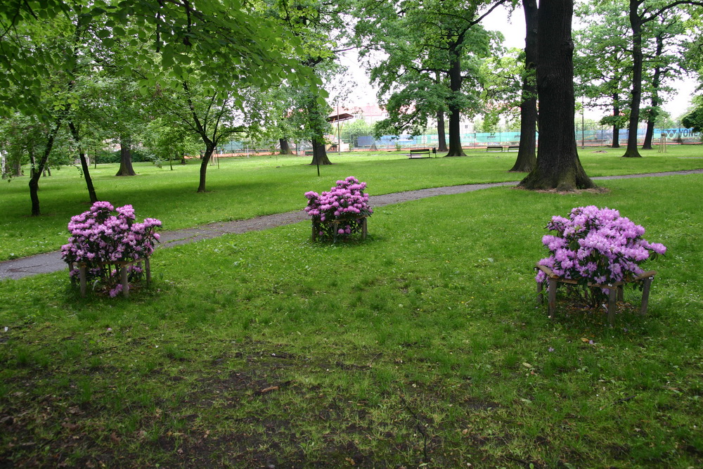 Rododendrony v parku