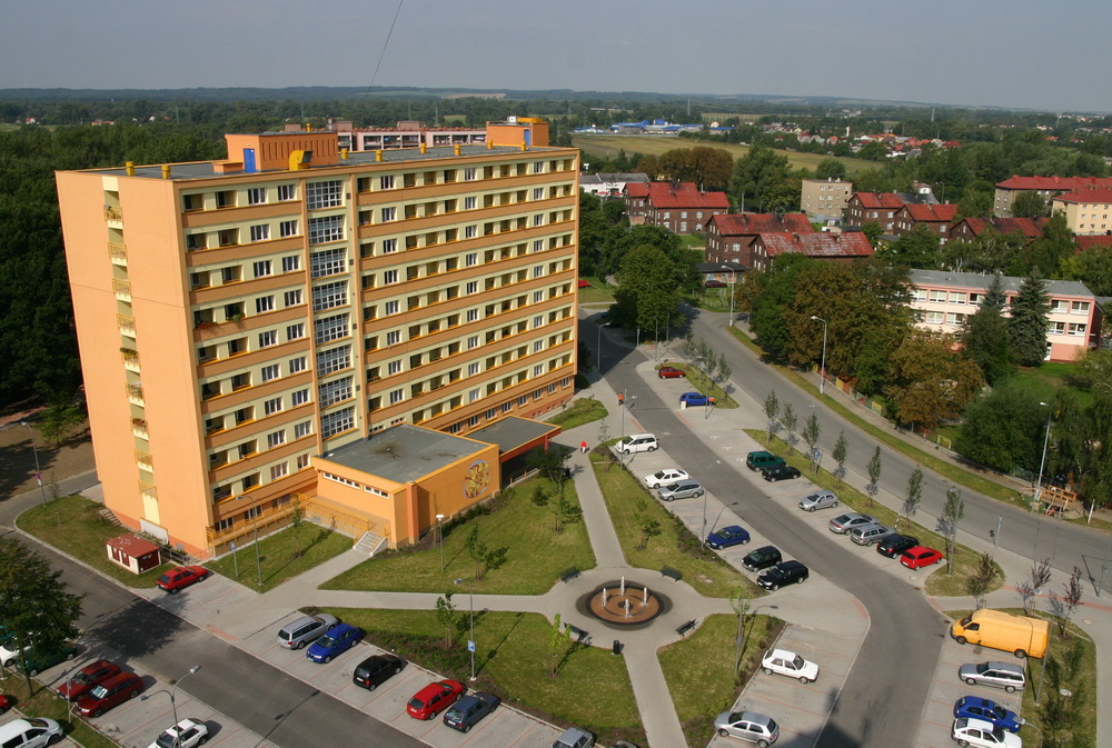Slunečnice
