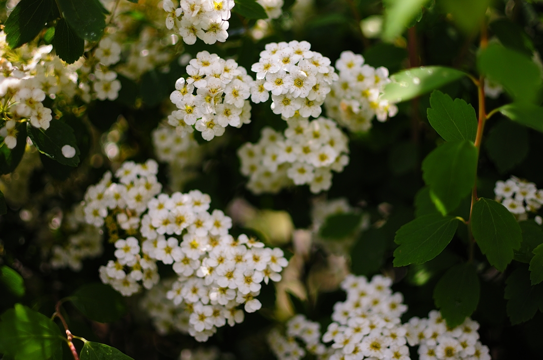 Park Petra Bezruče - flora