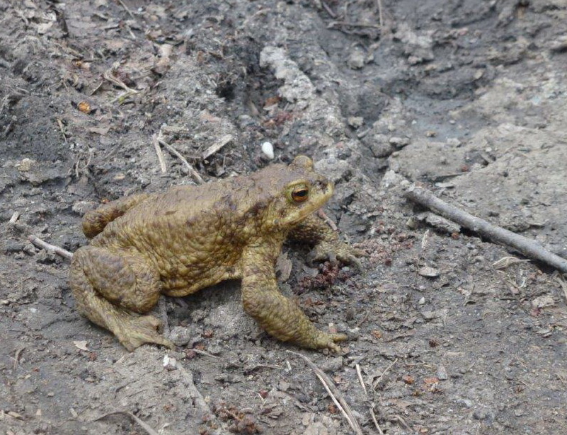 Květnatá louka - Slezská - fauna