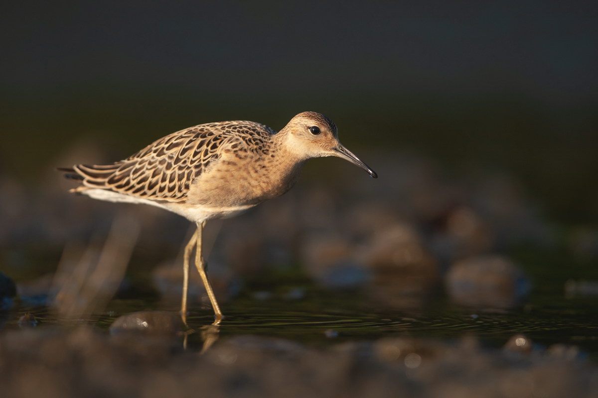 Zabelkow i Krzyzanowice - Fauna