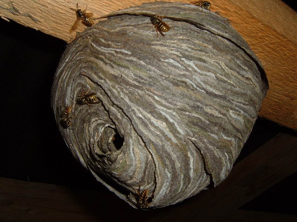 Příroda - fauna