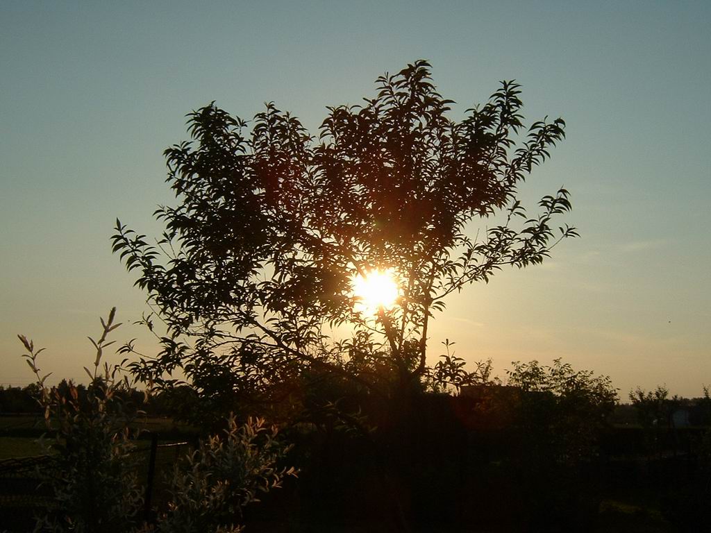 Příroda - flora