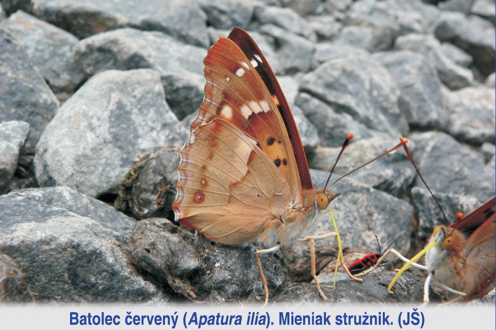 Přírodní památka Hraniční meandry Odry - 1. zastavení: Kaplička Pustyňa
