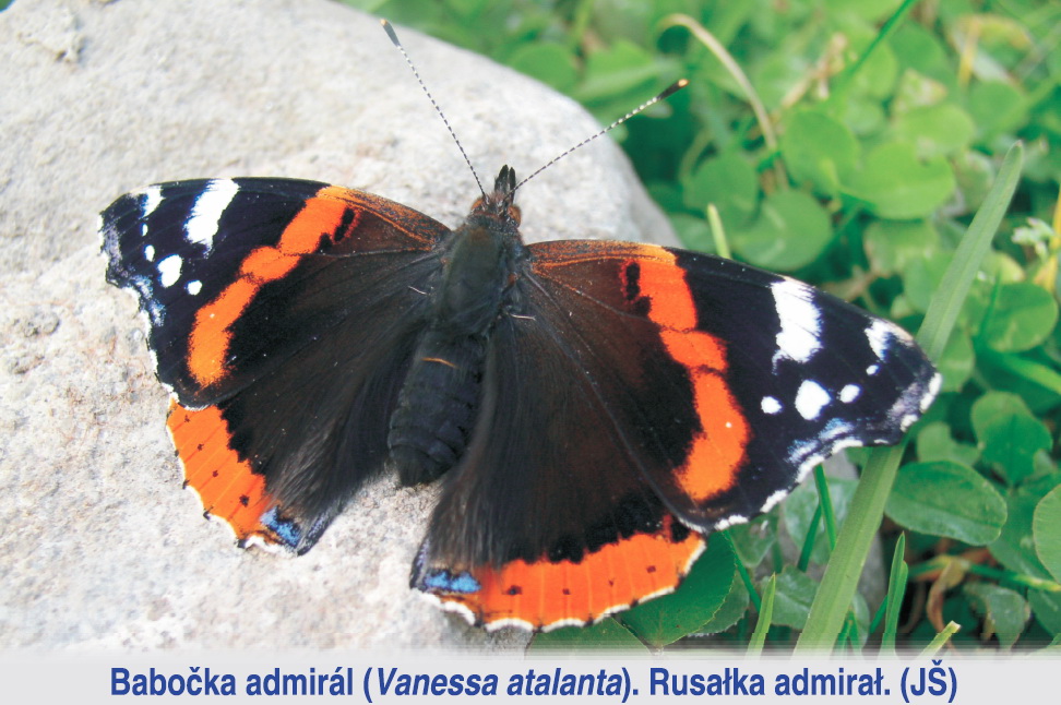 Přírodní památka Hraniční meandry Odry - 14. zastavení: Na vyhlídce