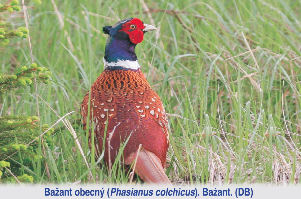 Přírodní památka Hraniční meandry Odry - 5. zastavení: Vrbina