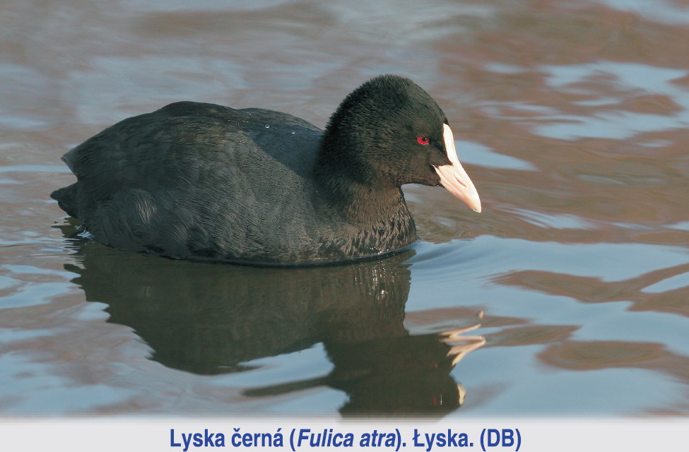 Přírodní památka Hraniční meandry Odry - 7. zastavení:  Kališok a loděnice