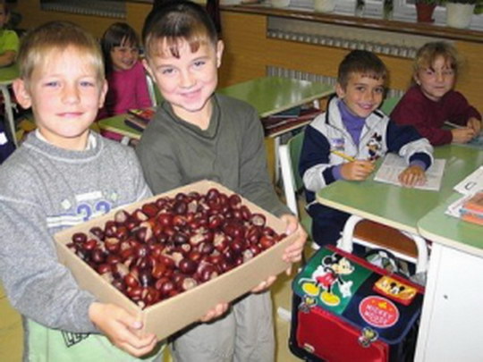 Sbírají kaštany a žaludy pro lesní zvěř