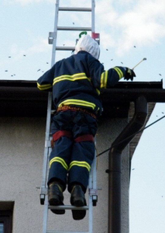 V Kopytově útočili agresivní sršni, jejich hnízdo museli odstranit hasiči