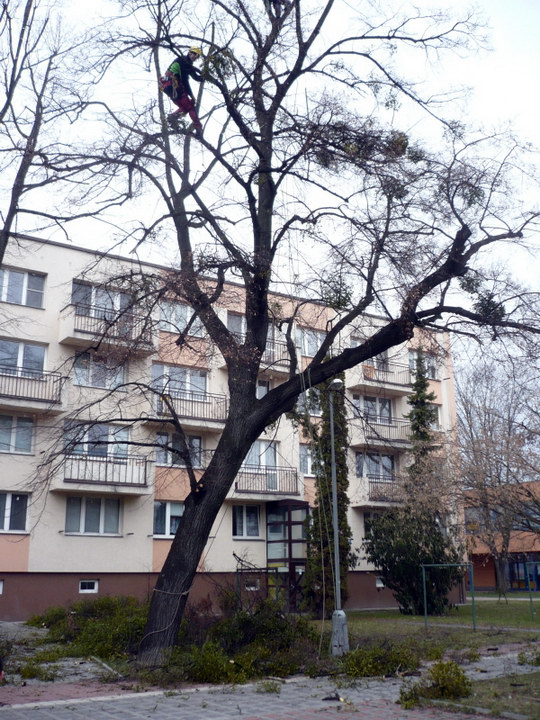 Stromolezci zbavili dvě ohrožené lípy srdčité nebezpečného jmelí