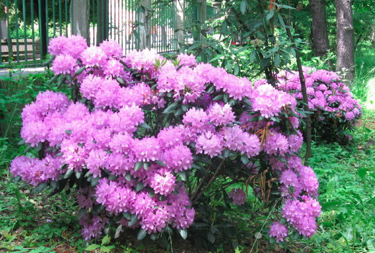 6. Pěnišník (Rhododendron hybridum hort)