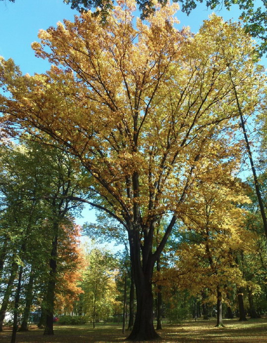 12. Dub červený (Quercus rubra)