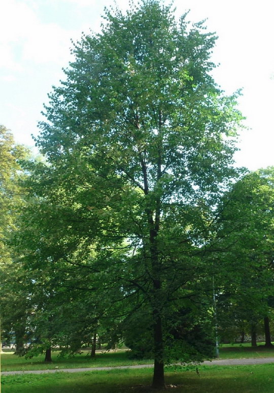 19. Lípa srdčitá (Tilia cordata)