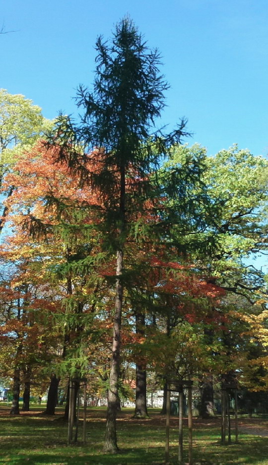 28. Modřín opadavý (Larix decidua)