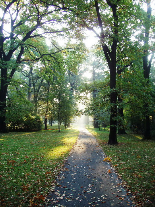 Regeneration of the park
