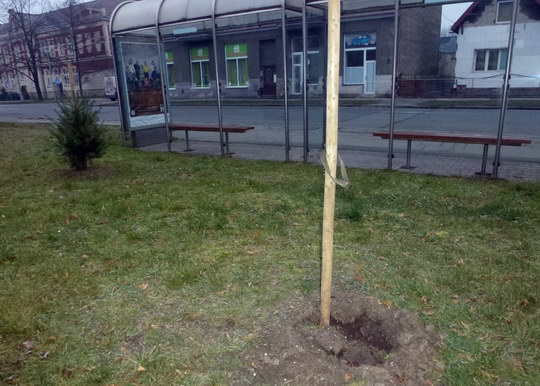 Mladá douglaska zmizela i s kořenovým balem