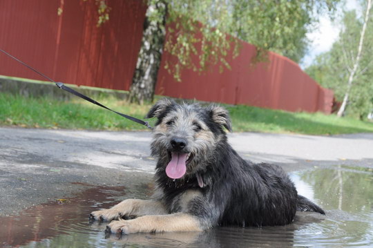 Kontroly psů a poplatky za psy