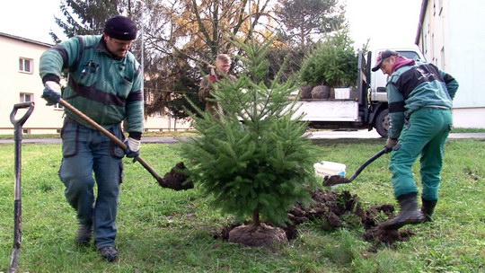 Zahradníci v Bohumíně vysadili přes 30 nových jehličnanů