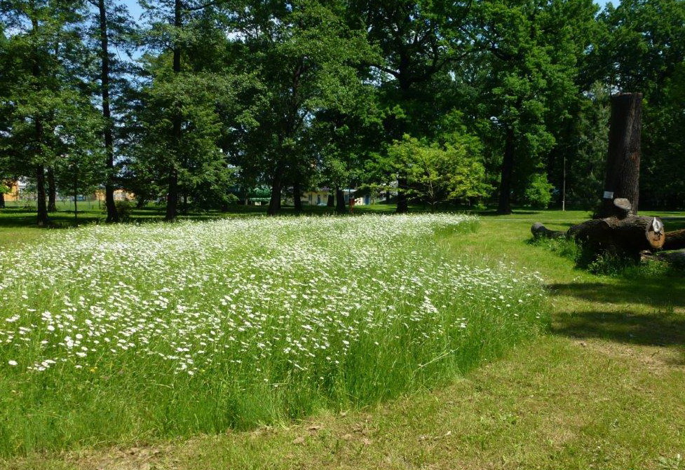 Květnatá louka - park Petra Bezruče