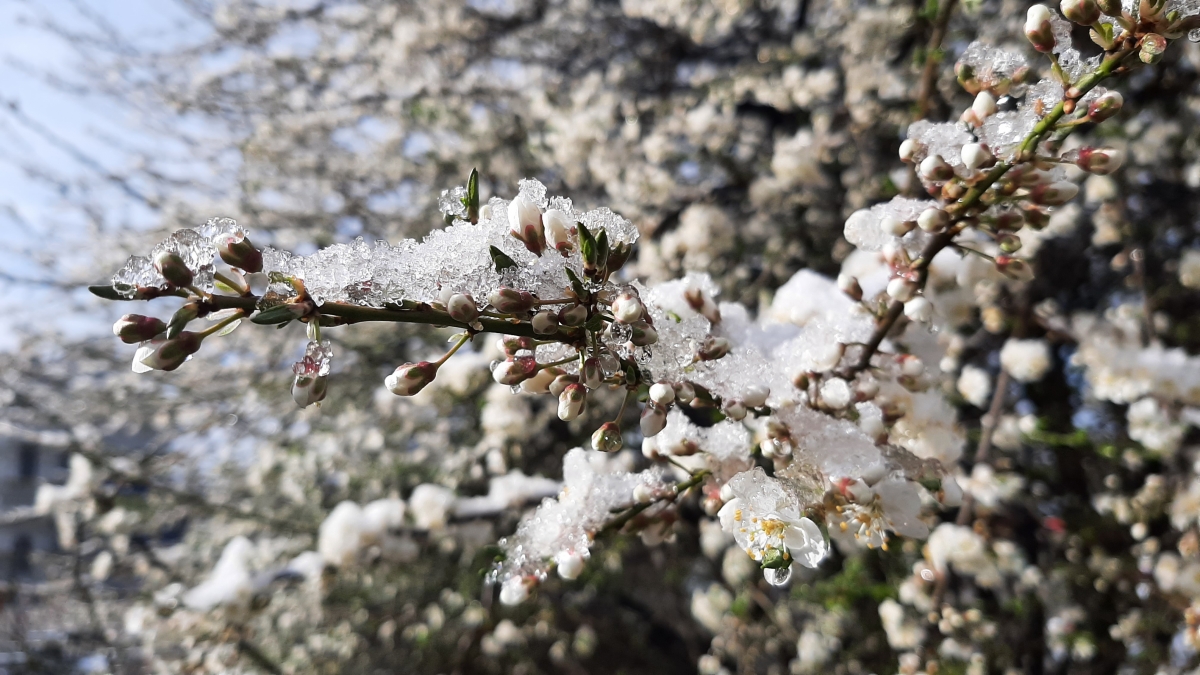 Meteorologové upozornili na mráz, může poškodit vegetaci