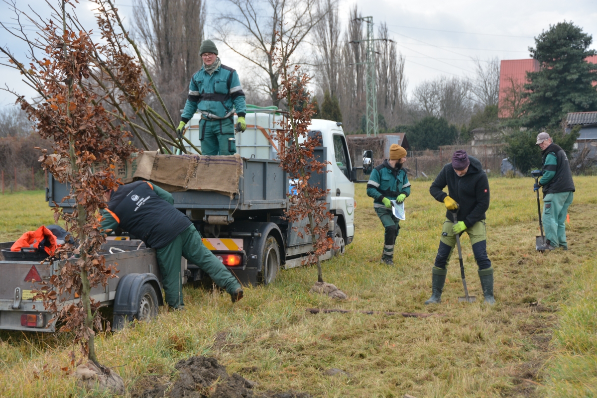 Hluk a prach z překladiště pomůže odfiltrovat izolační zeleň