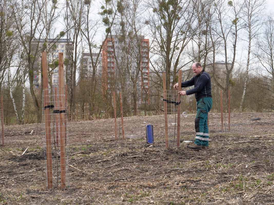 Jeřabiny a břízy doplnily druhovou skladbu dřevin u sídliště Tovární