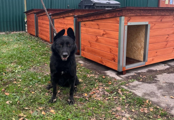 Nejen s instalací nových psích domečků můžete pomoci na brigádě