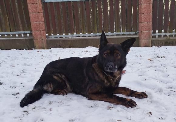 Automobil odcizený v Polsku byl nalezen v Bohumíně, pomohl služební pes