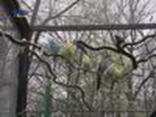 Exoti se zabydleli ve voliéře - zobrazit video