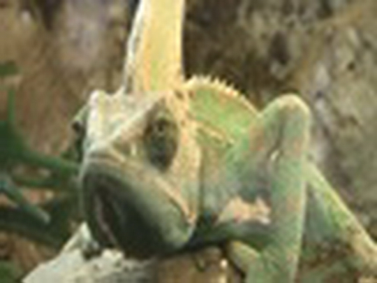 Chameleón Ferko - zobrazit video