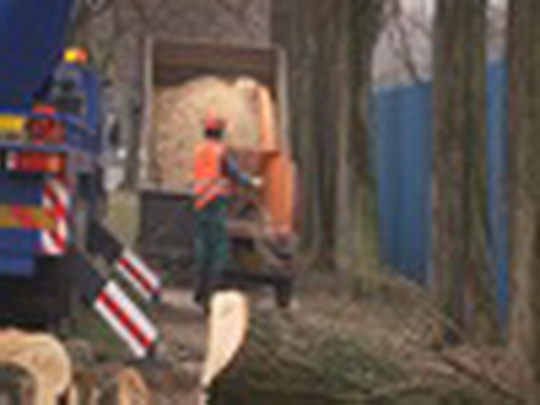 Předjarní kácení stromů - zobrazit video