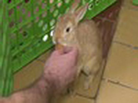 Králík se dočasně zabydlel na služebně - zobrazit video