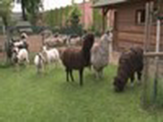 Stříhání vlny ovcí a beranů v Mauglího ranči - przedstawić wideo