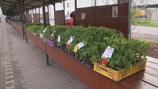 Tržnice po čtyřech měsících obnovila provoz - show video