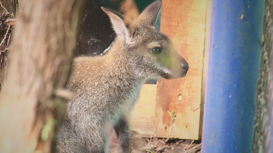 Klokan lákadlem minizoo muzea vojenské techniky - zobrazit video
