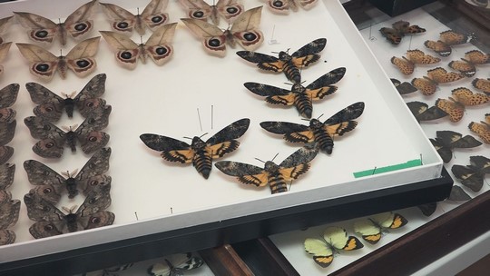 Devátá entomologická výstava ve Starém Bohumíně - zobrazit video