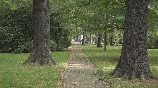 Park Petra Bezruče: kácení, regenerace, výsadba - show video