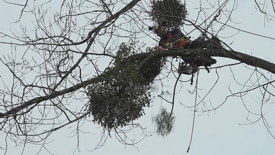 Bohumín pokračuje v likvidaci jmelí - zobrazit video
