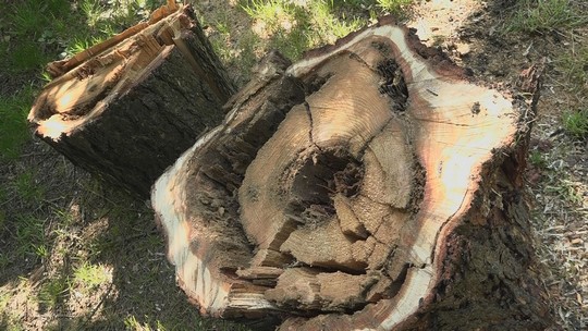 Městský park projde rozsáhlou regenerací - zobrazit video