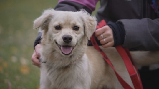 Chceme domů (128) – psí útulek - show video