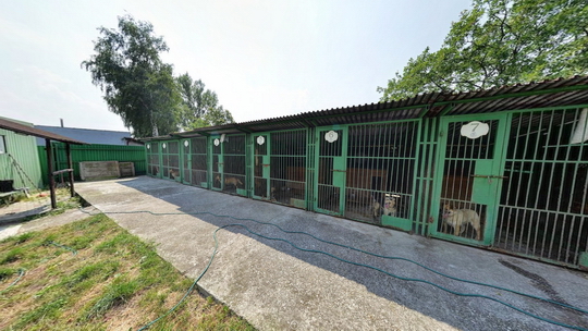 Schronisko dla psów - Zwiedzanie wirtualne